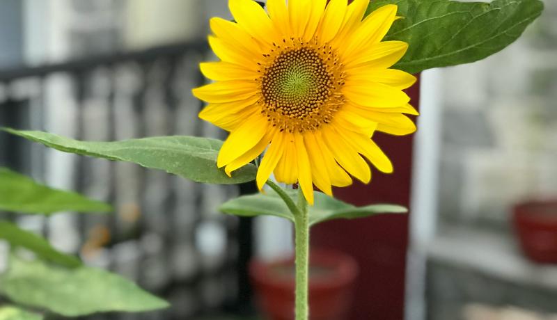 A yellow sunflower with green leaves