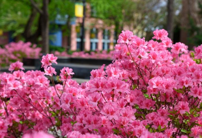 Closeup of pink flowering shrug with campus building in the background