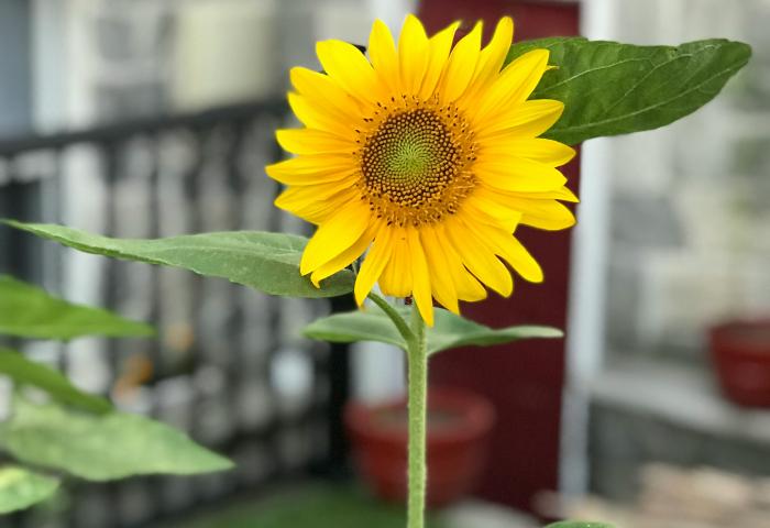 A yellow sunflower with green leaves